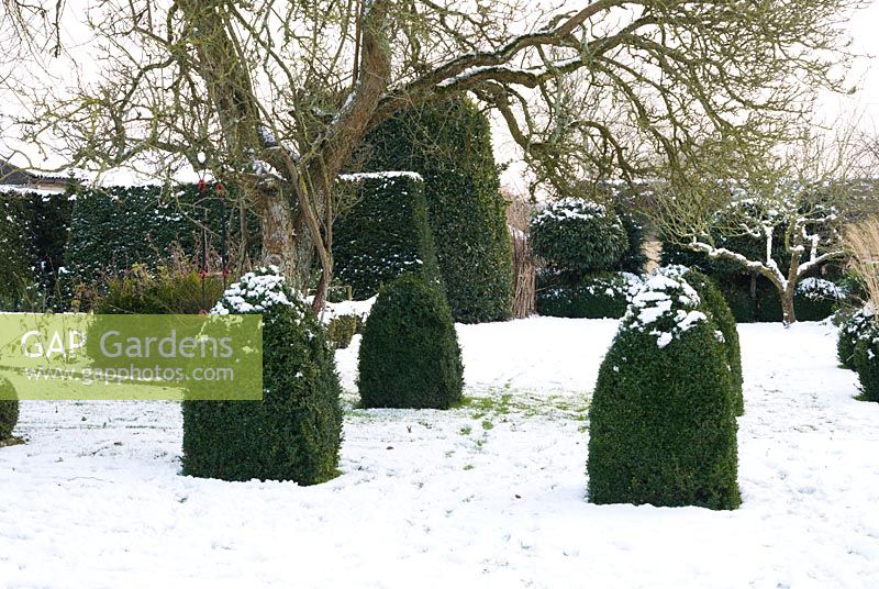 Four clipped box pyramids. Yews Farm, Martock, Somerset, UK