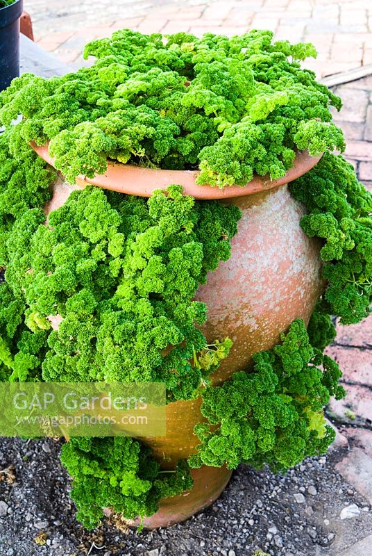 Parsley grown in a terracotta strawberry pot. 