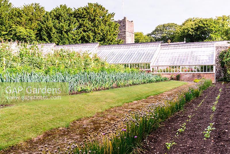 View of vegetable garden and restored lean to glasshouses. Clovelly Court, Devon, UK. 