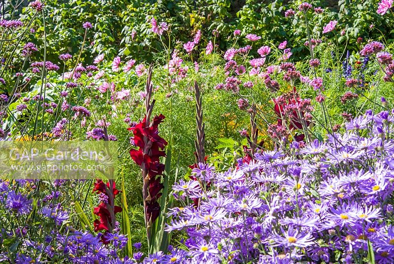 Deep red gladioli surrounded by purple Aster x frickartii 'Monch'. 