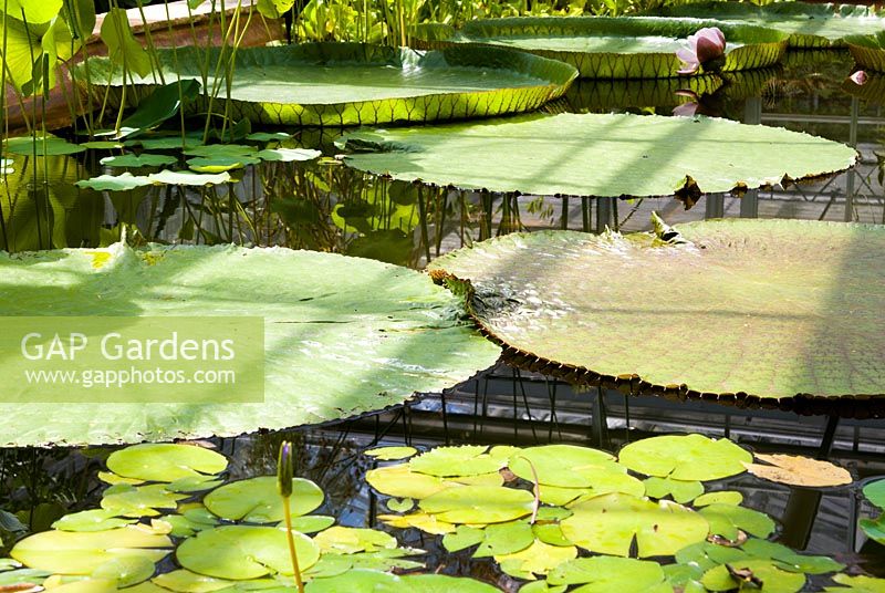 Pool with Victoria amazonica and lotus at University of Bristol Botanic Garden, Bristol, UK