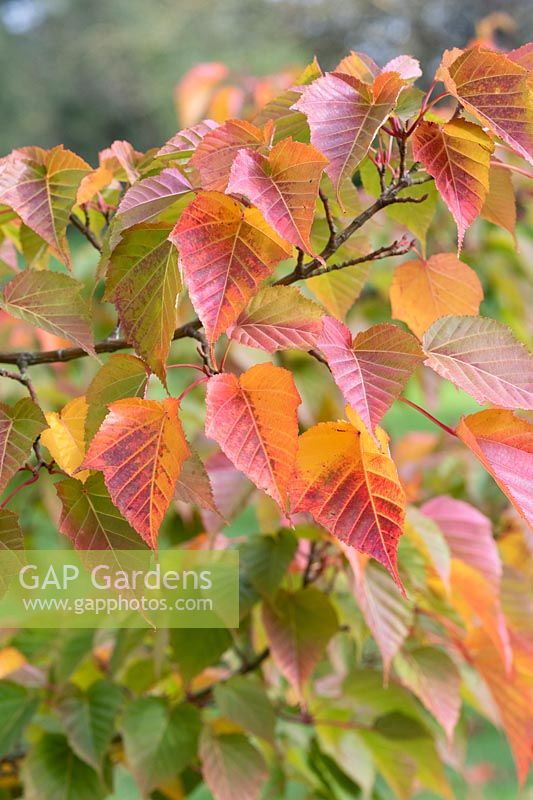Acer morifolium - Mulberry leaf maple 