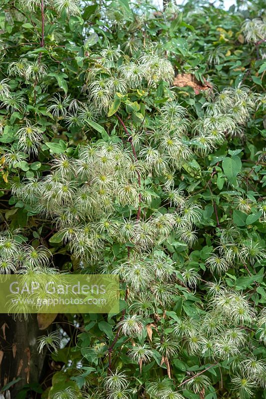 Clematis Tangutica 'My Angel' seed heads 