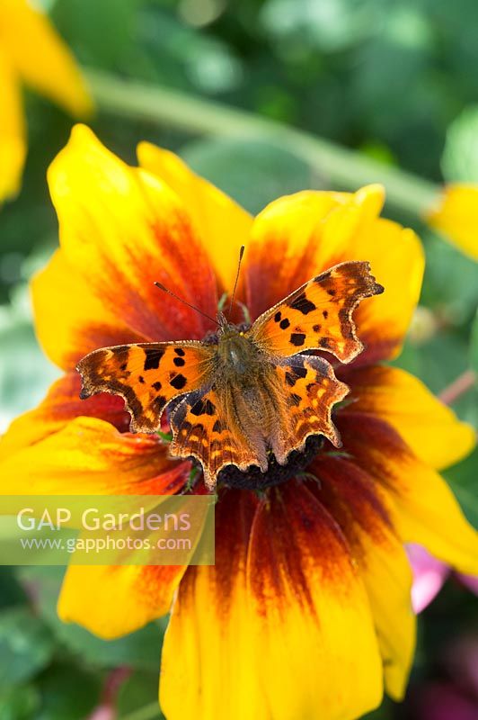 Polygonia c-album - Comma butterfly on rudbeckia flower 