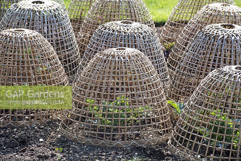 Weaved bamboo cloche protecting green leaf vegetables in a garden.