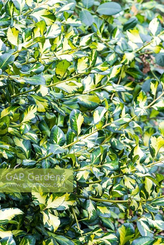 Ilex x altaclarensis 'Lady Valerie' - Holly 'Lady Valerie' 