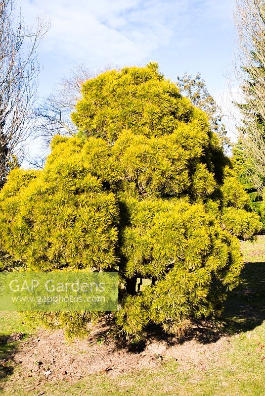 Pinus nigra 'Moseri' 