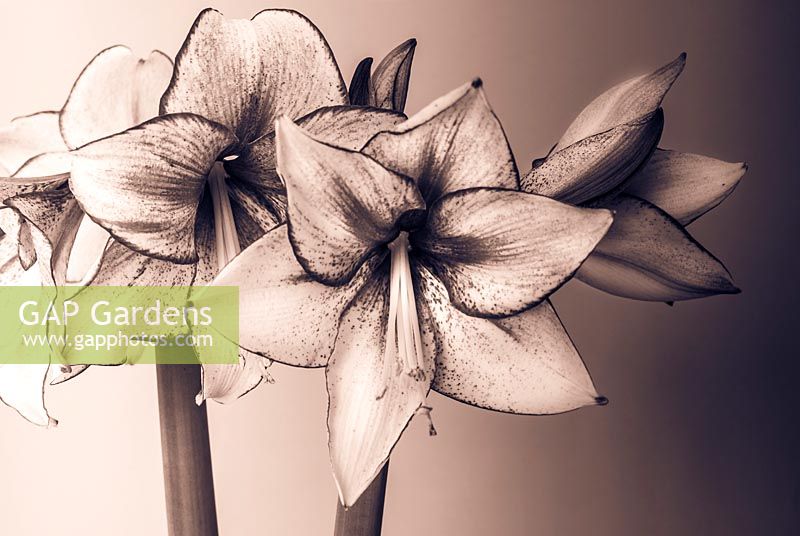 Hippeastrum 'Charisma' - Amaryllis 