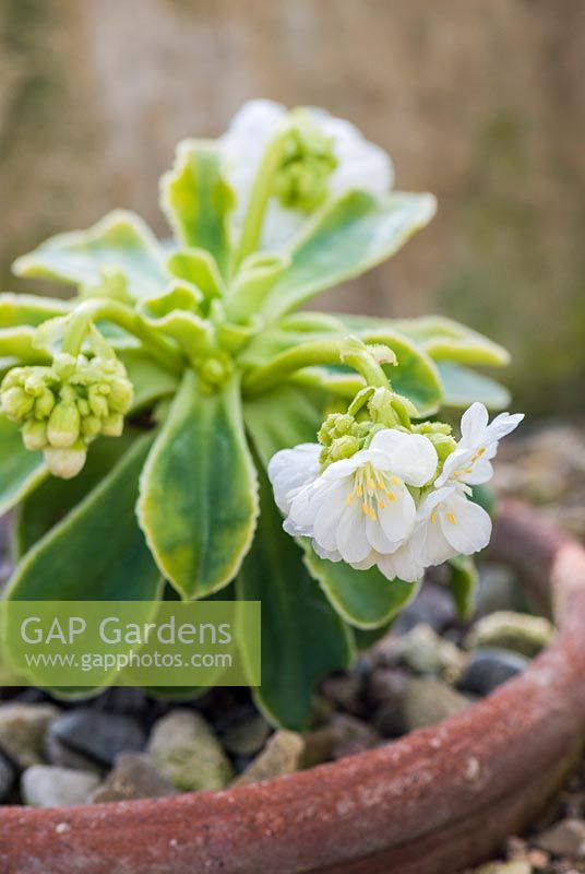 Lewisia cotyledon Ashwood strain - Siskiyou lewisia Ashwood strain