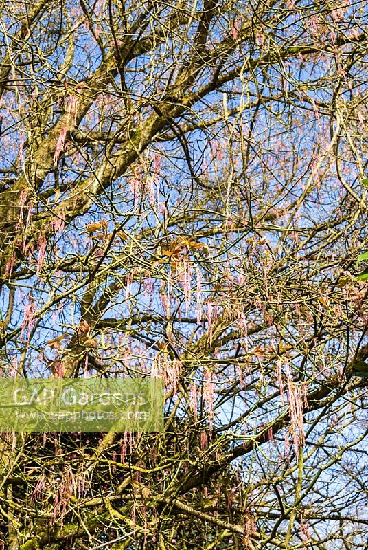 Acer negundo var. violaceum - Ash-Leaved Maple
