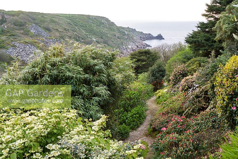View across narrow path with mounds of shrubs including Viburnum, Rhododendron, Camellia and 
bamboo to the sea and coastline beyond