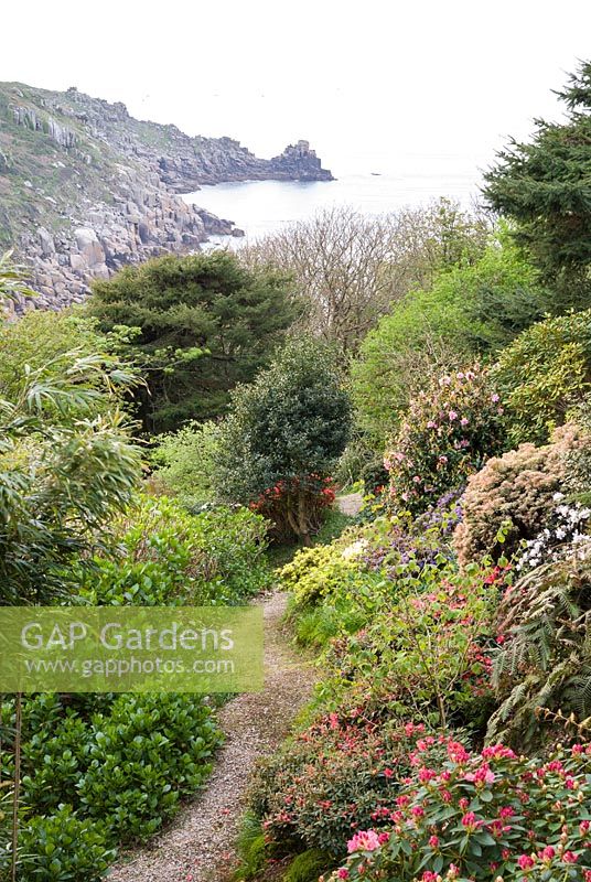 Narrow path through mounds of shrubs including Rhododendron, Camellia and 
bamboo with view of sea beyond