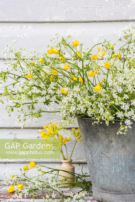 Anthriscus sylvestris - Cow parsley - displayed in metal bucket with buttercups. 