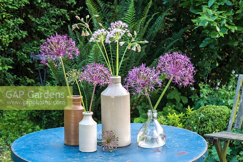 Allium christophii and Allium unifolium displayed in glass and pottery vases. 