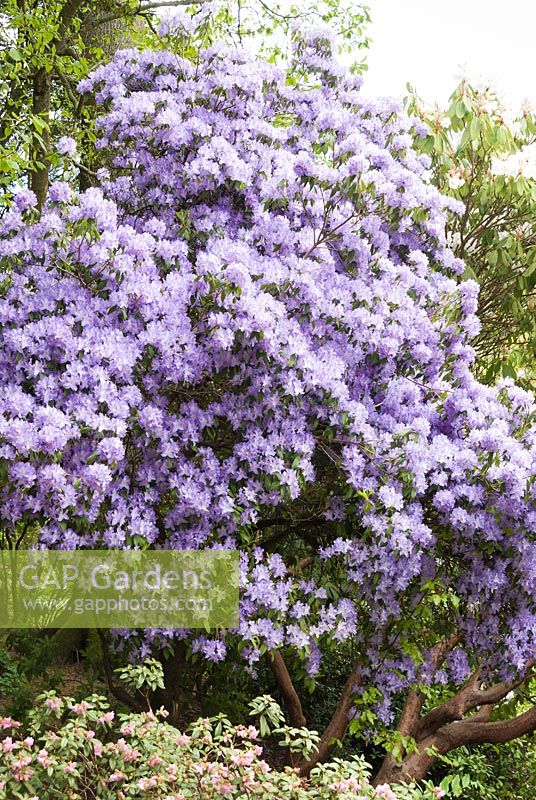 Rhododendron augustinii 'Electra' group. Sir Harold Hillier Gardens, Hampshire, UK