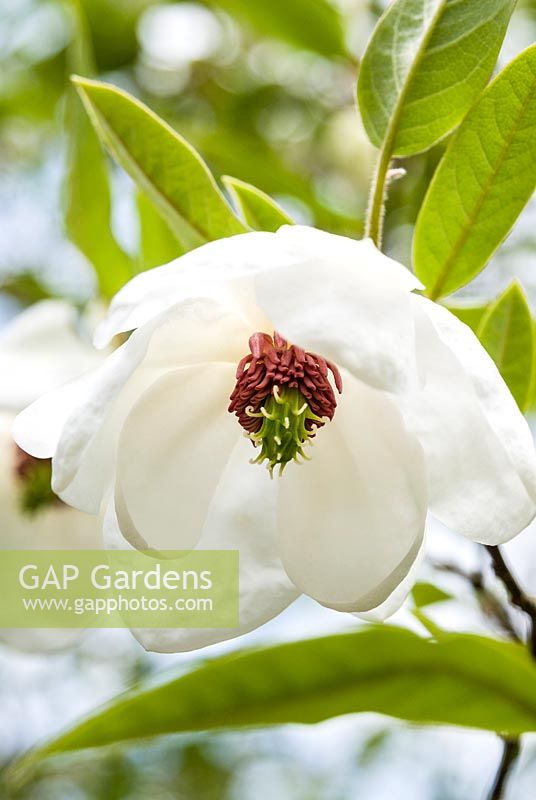 Magnolia wilsonii, AGM