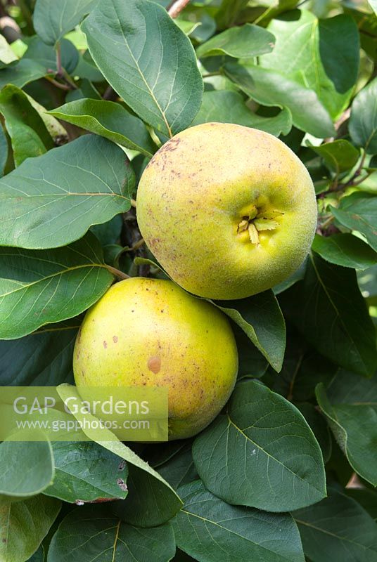 Cydonia oblonga 'Aromatnaya' - Quince 'Aromatnaya' 