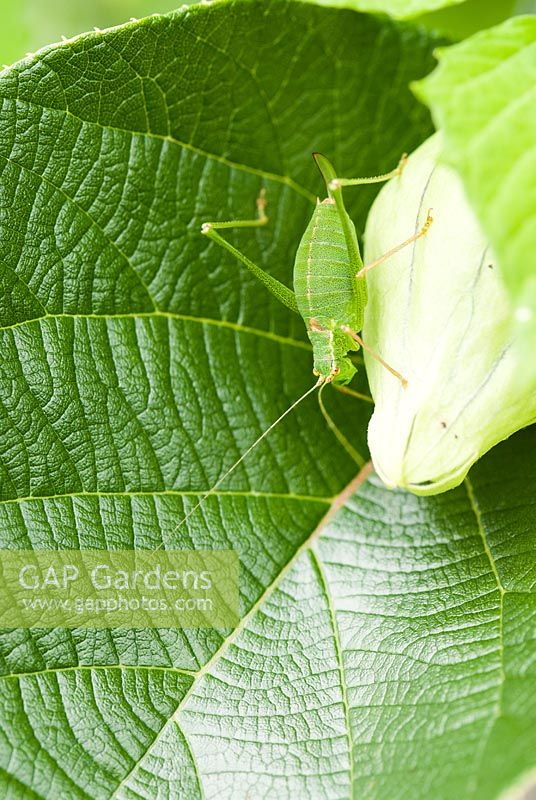 Leptophyes punctatissima - Speckled Bush Cricket - in the vegetable garden.