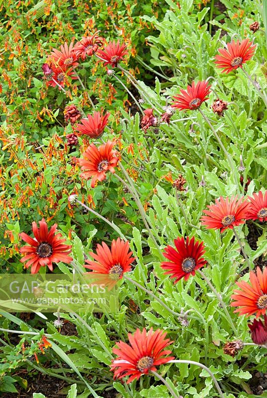 Arctotis x hybrida hort. 'Flame' - African Daisy 'Flame'