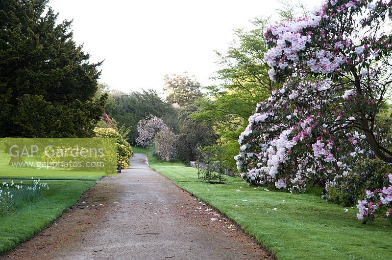 Bank Walk, lined with trees and shrubs including Rhododendron Loderi Group and scented yellow Rhododendron luteum. Holker Hall, Grange over Sands, Cumbria, UK. 