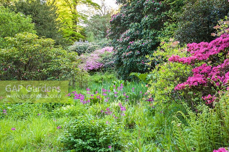 Vivid rhododendrons and azaleas surrounded by moisture loving plants including ferns and Lysichiton americanus. Muncaster Castle, Ravenglass, Cumbria, UK. 