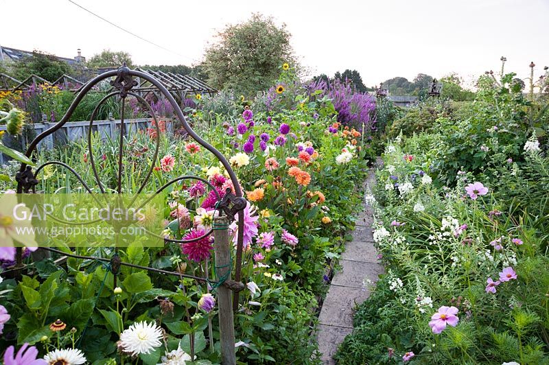 Bedsteads are used at each end of a bed of dahlias to attach strings to support the plants. Hilltop, Stour Provost, Dorset, UK. 