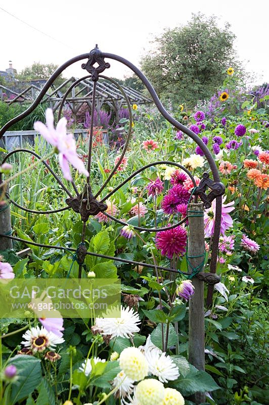 Bedsteads are used at each end of a bed of dahlias to attach strings to support the plants. Hilltop, Stour Provost, Dorset, UK.