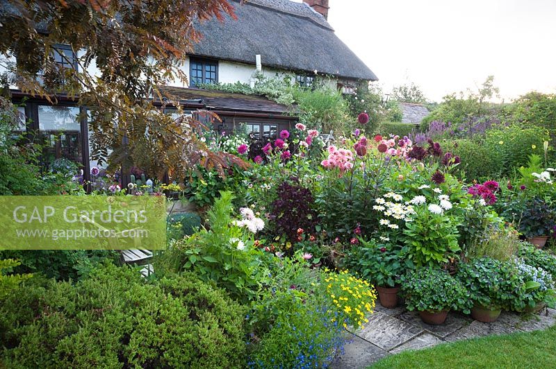 View of flowering Dahlias and other perennials in cottage garden. Hilltop, Stour Provost, Dorset, UK. 