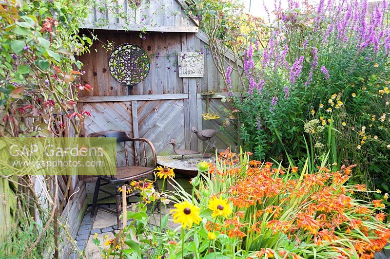 View over flowering Rudbeckia and Crocosmia to seating area with wooden chair and table in cottage garden. Hilltop, Stour Provost, Dorset, UK.