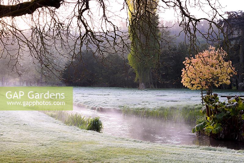 Coppery Acer pseudoplatanus 'Brilliantissimum' beside a tributary of the River Avon. Heale House, Middle Woodford, Wiltshire