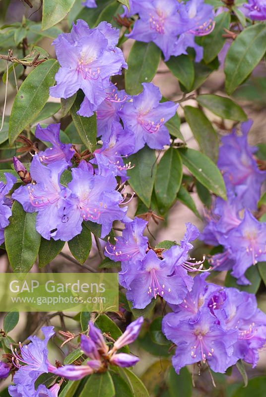 Rhododendron augustinii