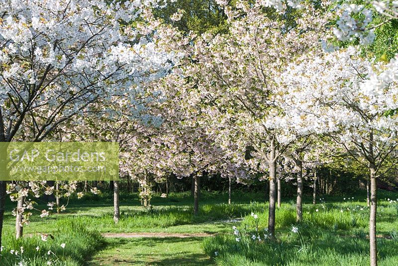 Cherry blossom underplanted with Pheasant's Eye narcissi, Harris Garden, University of Reading, Berkshire, UK