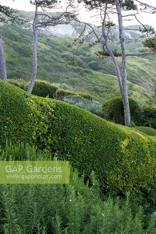 Privet hedges with lavender, rosemary and Scots Pines. Cliff House, Dorset, UK