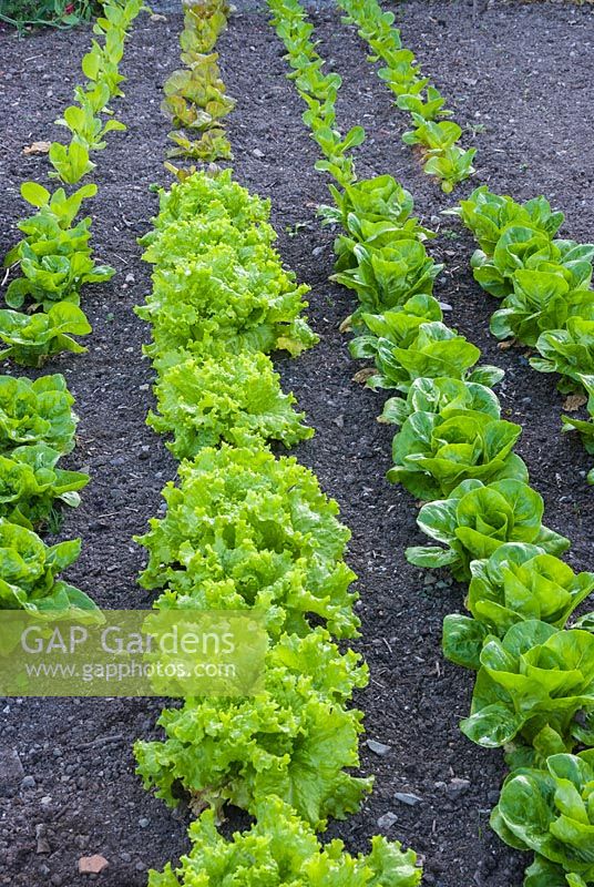Long neat rows of lettuce growing in weed-free soil, lettuce sown in succession
 so they crop at different times
