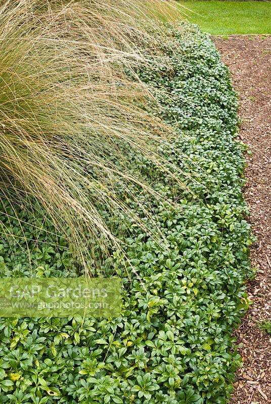 Pachysandra terminalis planted below Chionochloa conspicua 