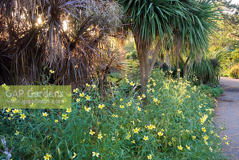 View of trees, shrubs, annuals and tender perennials. Ventnor Botanic Garden, Ventnor, Isle of Wight, UK. 