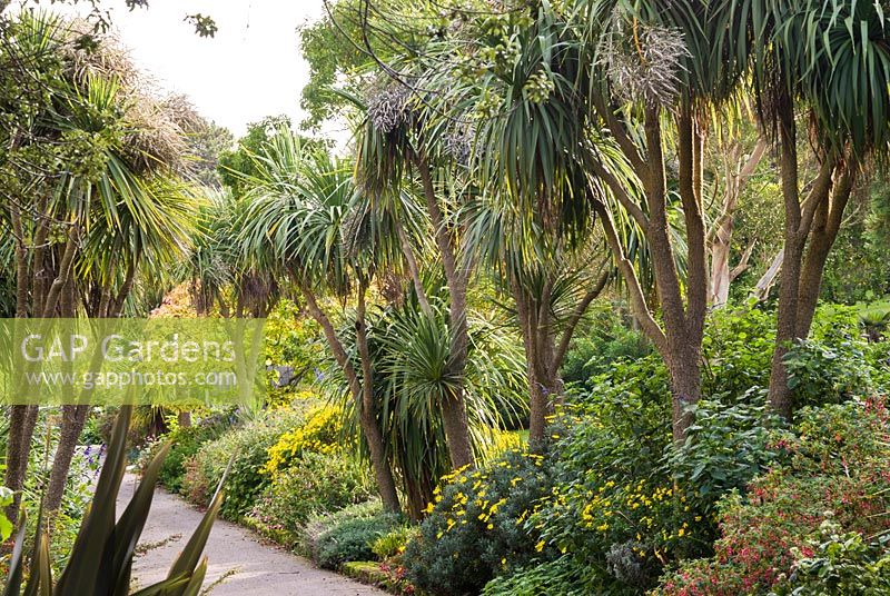 The mixed border with tree-like Cordyline australis - cabbage palms - underplanted with 
annuals and tender perennials such as salvias,
 and shrubs including fuchsias and yellow euryops
