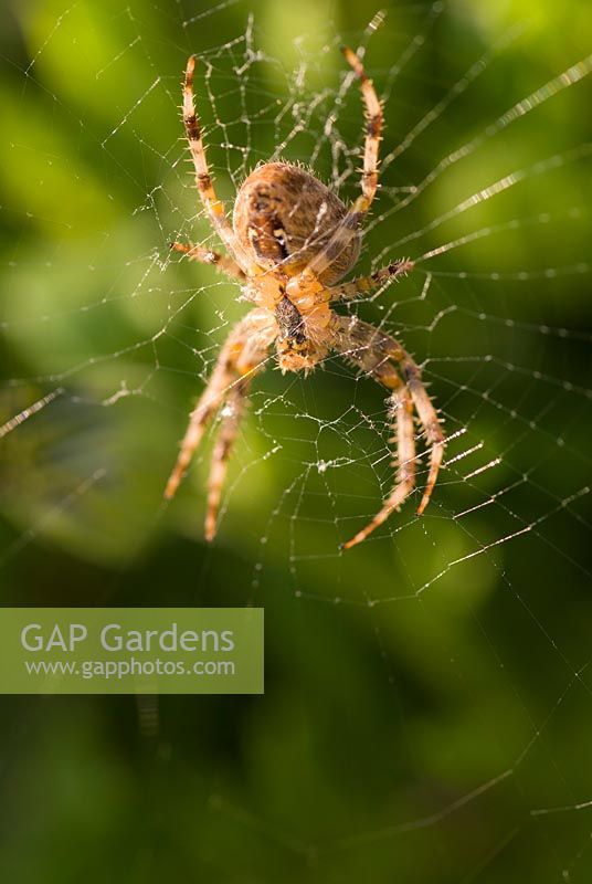 View of underside of spider on its web 
