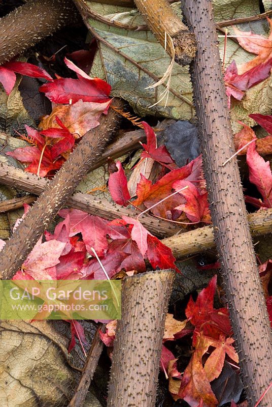 Leaves and stalks of Gunnera manicata are cut and placed over the crowns of the plants
 to protect them through cold spells, here some fallen leaves of 
Liquidambar styraciflua 'Palo Alto' 