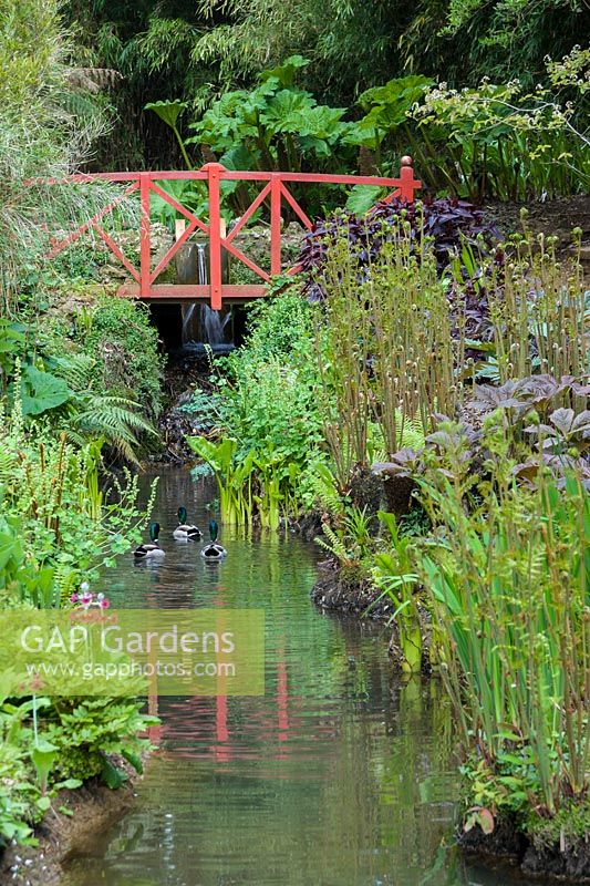 Red Japanese bridge with primulas, ferns, hostas and Rodgersia aesculifolia. Abbotsbury Subtropical Gardens, Dorset, UK