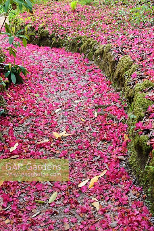 Magenta carpet of fallen petals from Rhododendron 'Cornish Red' cover pathway. Lukesland, Harford, Ivybridge, Devon, UK.