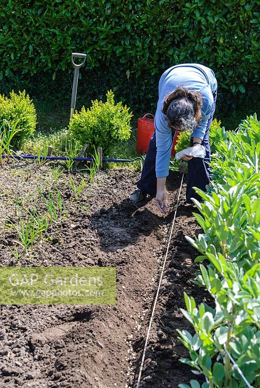 Woman sowing seed in allotment. Lukesland, Harford, Ivybridge, Devon, UK.