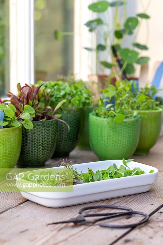 Cut microgreens of coriander, basil, sorrel, beetroot and mixed salad leaves