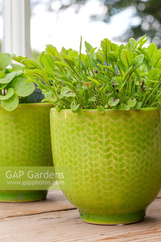 Sorrel microgreens in miniature pot. 