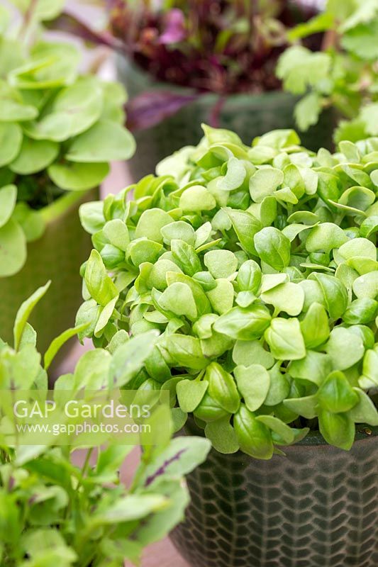 Basil microgreens in miniature pot. 