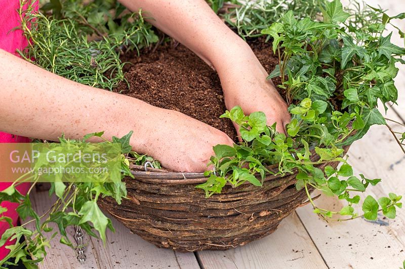 Woman planting creeping Mint and Hedera - Ivy - in hanging basket. 