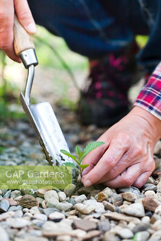 Transplanting a self seeded Verbena bonariensis