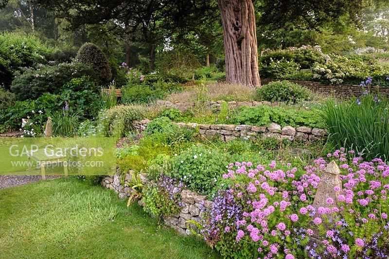 Terraced slope beneath an old yew tree planted with pink Phuopsis stylosa, campanula, irises and geraniums at the Old Rectory, Netherbury, UK. 