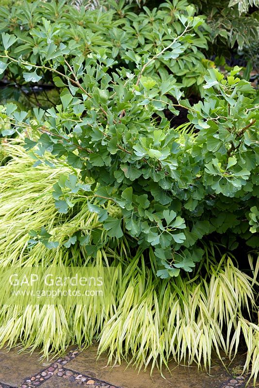 Ginkgo biloba underplanted with Hakonechloa macra 'Aureola'