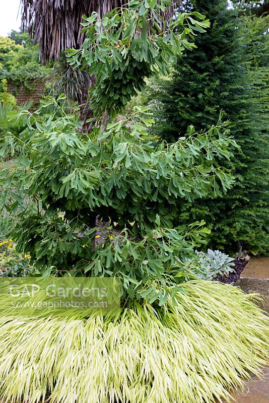 Ginkgo biloba 'Saratoga' underplanted with Hakonechloa macra 'Aureola' 